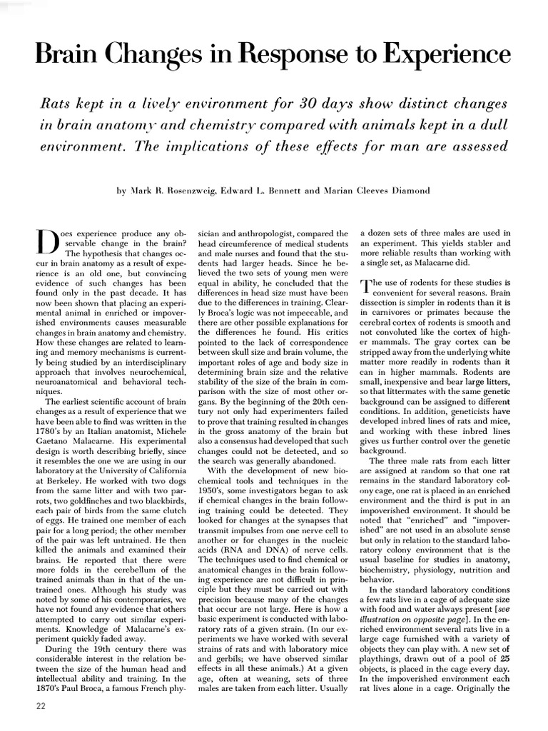 Brain Changes from Enriched Environments | PDF | Brain | Pyramidal Cell