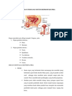 ANATOMI DAN FISIOLOGI SISTEM REPRODUKSI PRIA