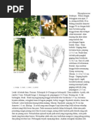 Download Rhizophora mucronata by Victorina Yulina Santi Haryani SN87801644 doc pdf