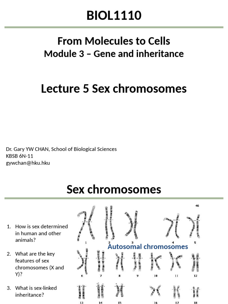 Understanding Sex Chromosomes and Inheritance | PDF | Dominance ...
