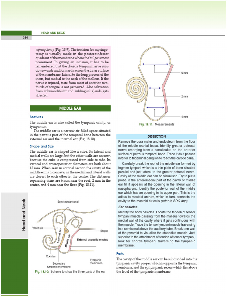 Anatomy of the Middle Ear and Myringotomy | PDF | Ear | Vestibular System