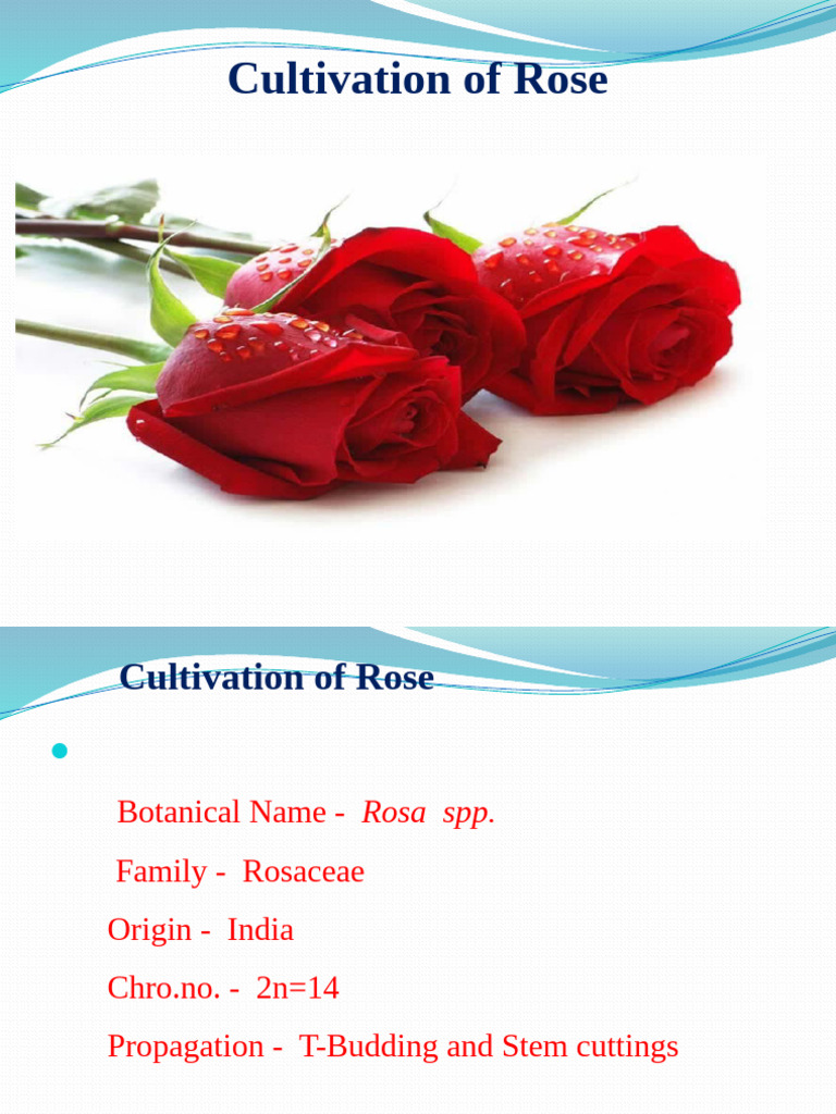 Rose Cultivation Guide and Techniques | PDF | Grafting | Pruning