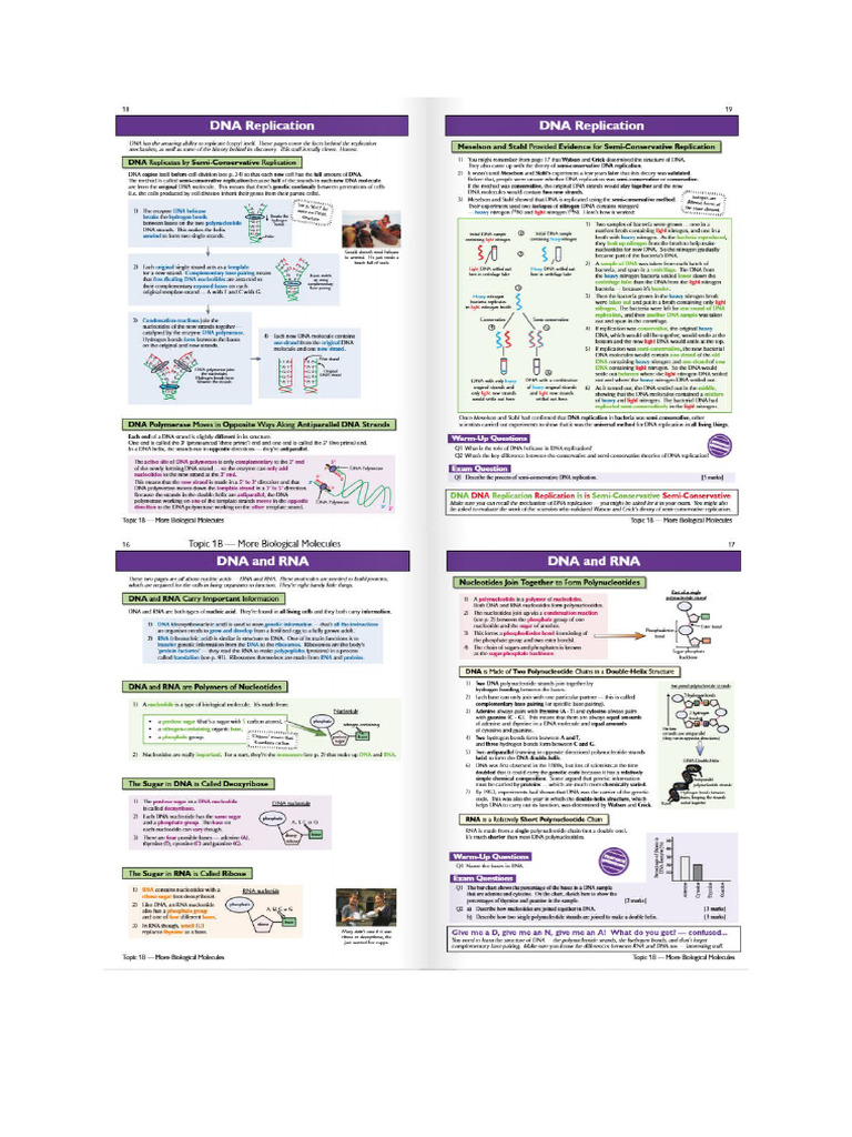 DNA Replication | PDF