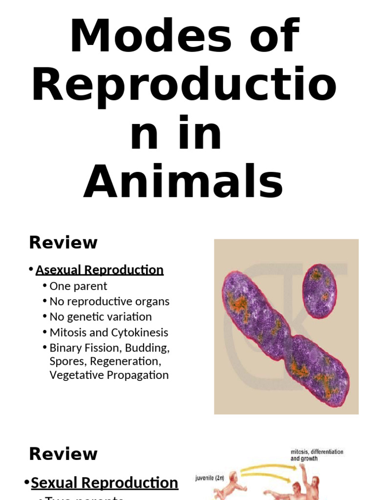 Animal Reproduction: Asexual & Sexual Methods | PDF | Fertilisation ...