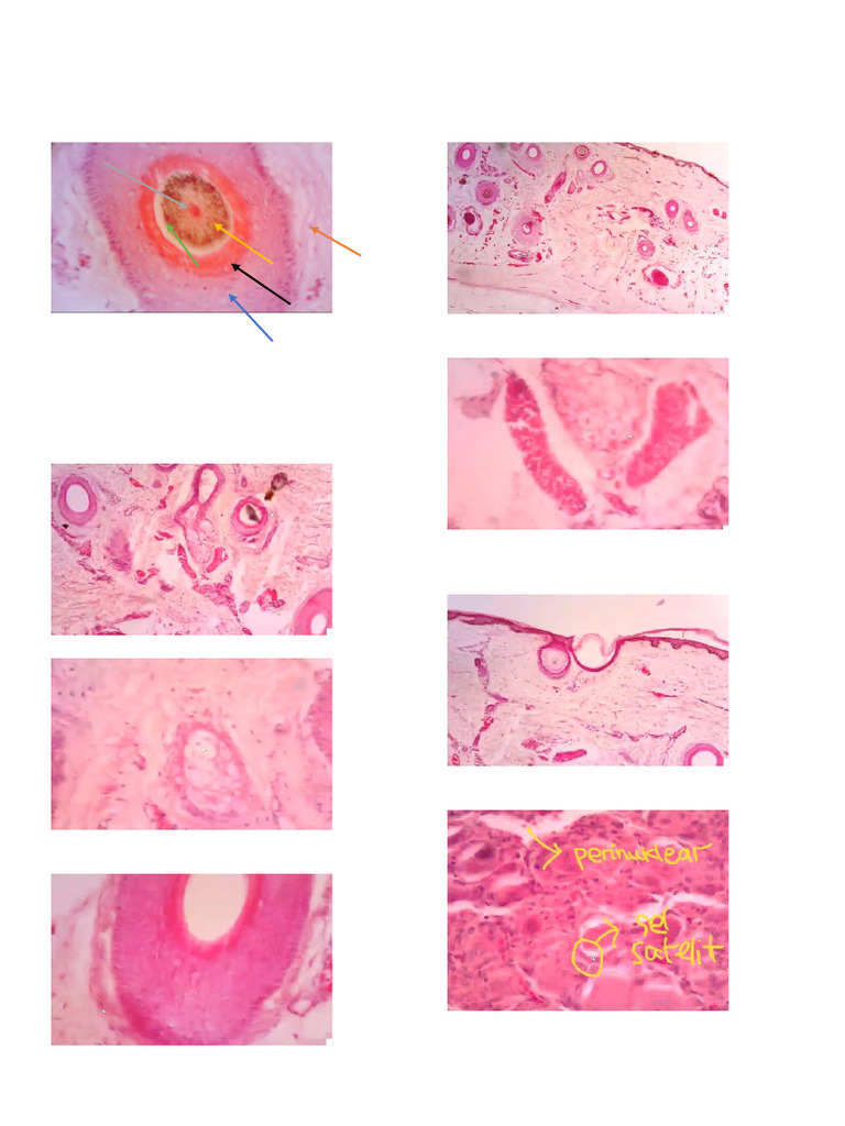 Histologi Jaringan Kulit Rambut | PDF