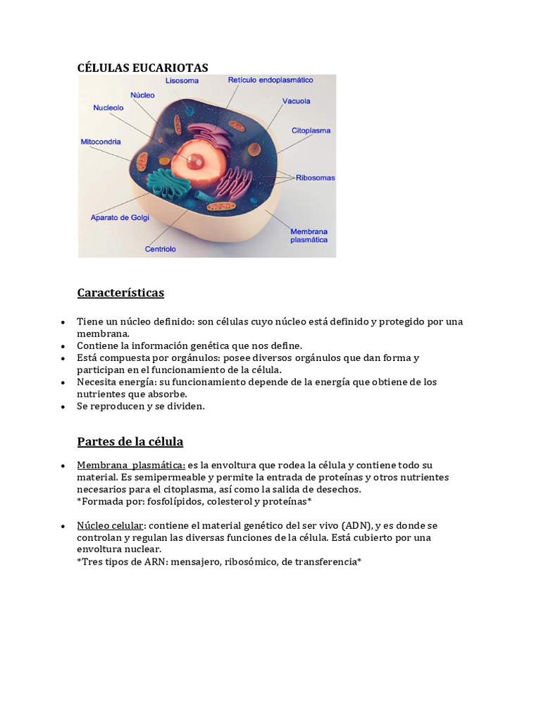 Características y Partes de Células Eucariotas | PDF | Biología Celular ...
