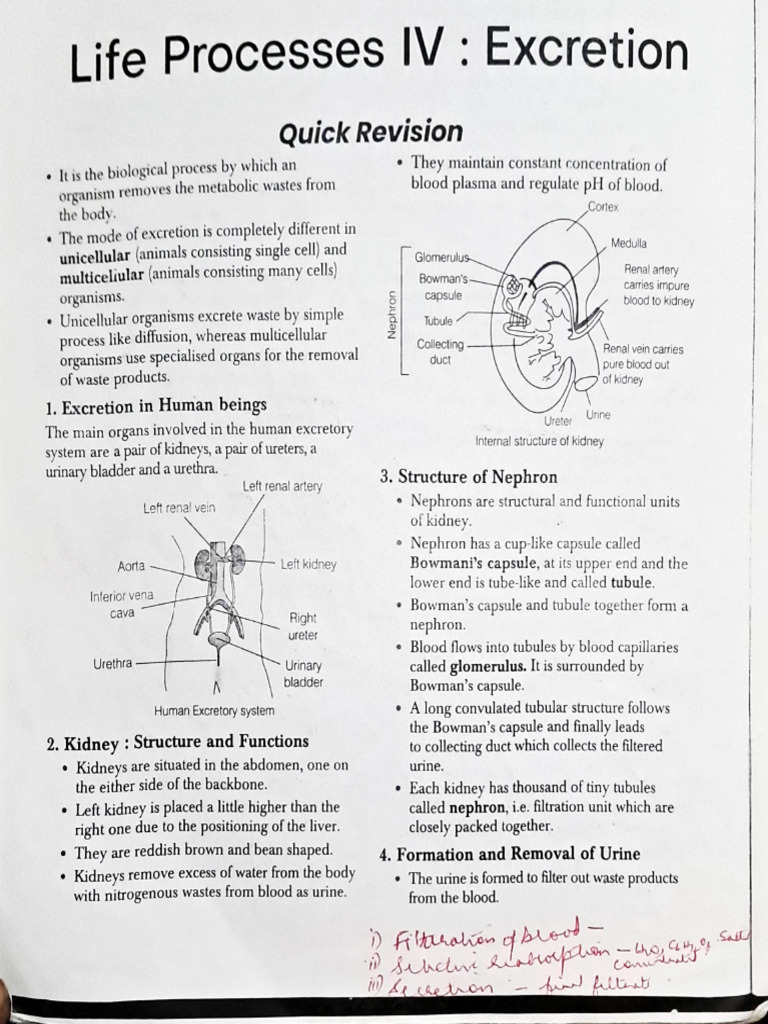 Excretion Notes Class X | PDF