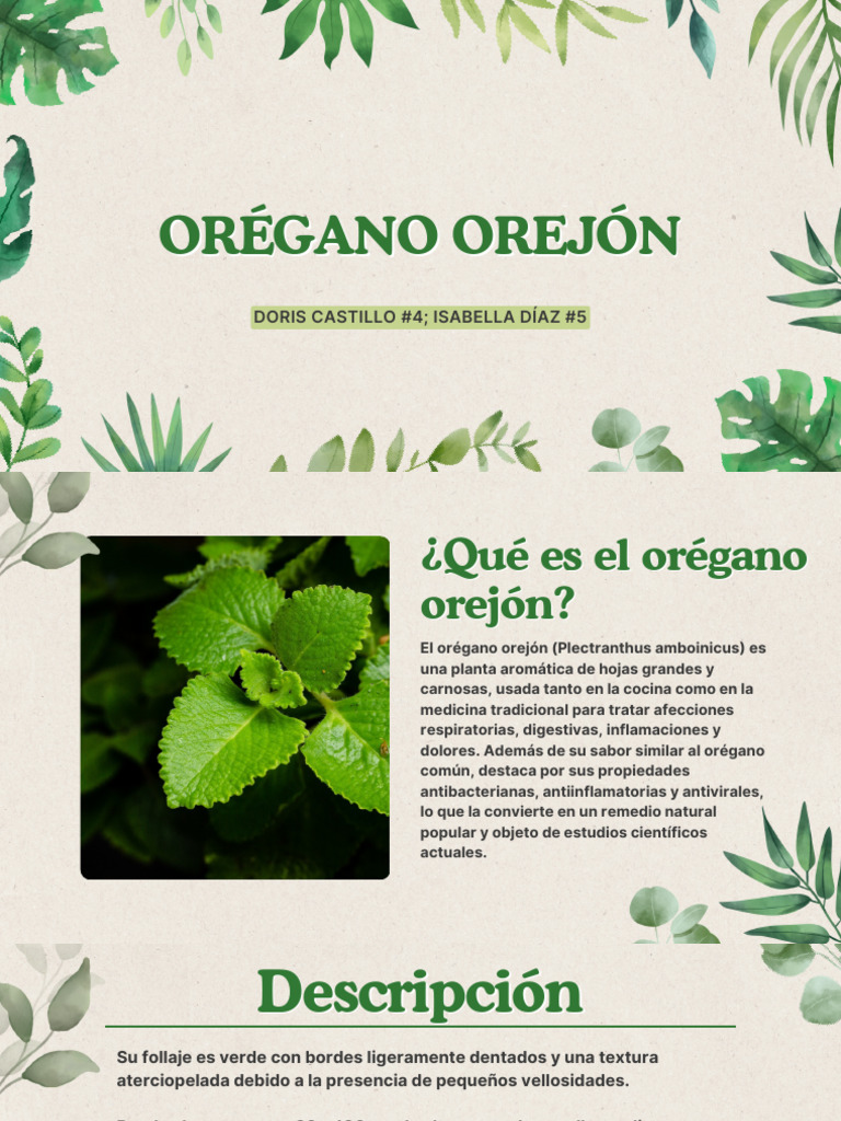 Beneficios y usos del orégano orejón | PDF | Orégano | Plantas