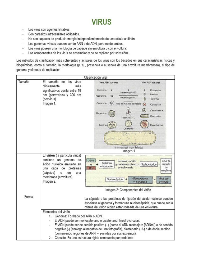 Características y clasificación de virus | PDF | Virus | Rna