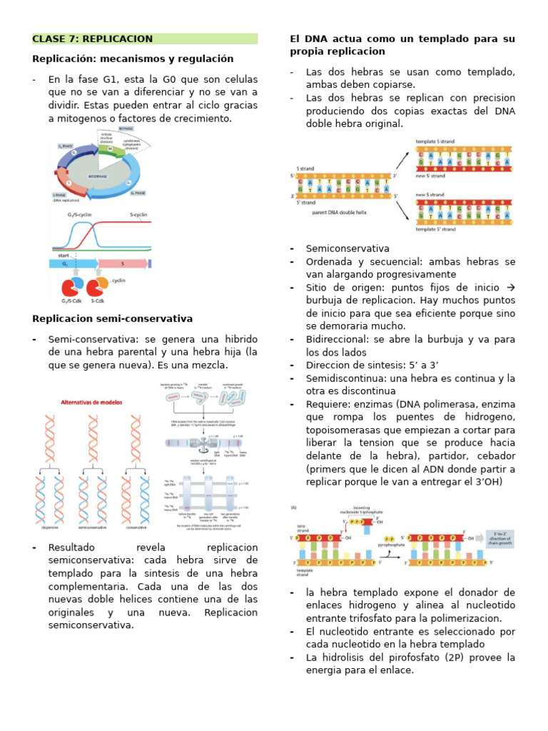 Mecanismos de Replicación del ADN | PDF | Adn | Replicación De Adn