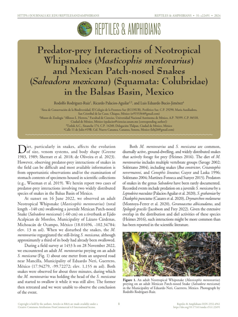 Predator-Prey Dynamics of Snakes in Mexico | PDF | Herpetology | Predation