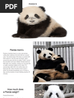 The Life Cycle of A Panda | PDF | Giant Panda | Bears