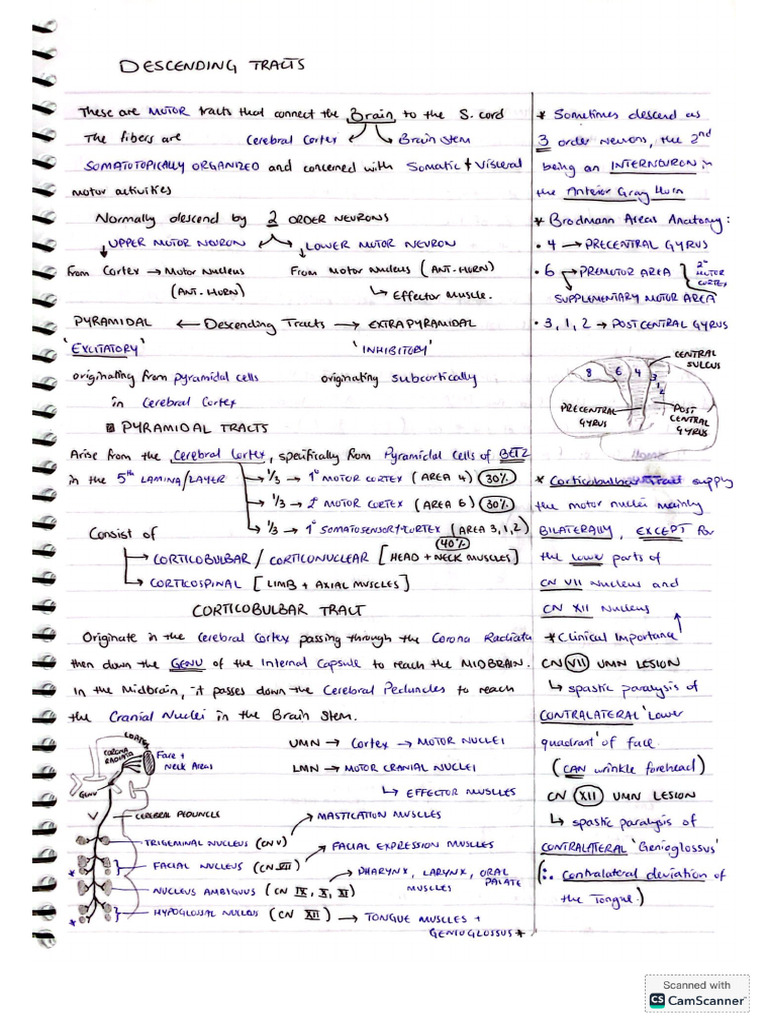 Descending Tracts Anatomy | PDF