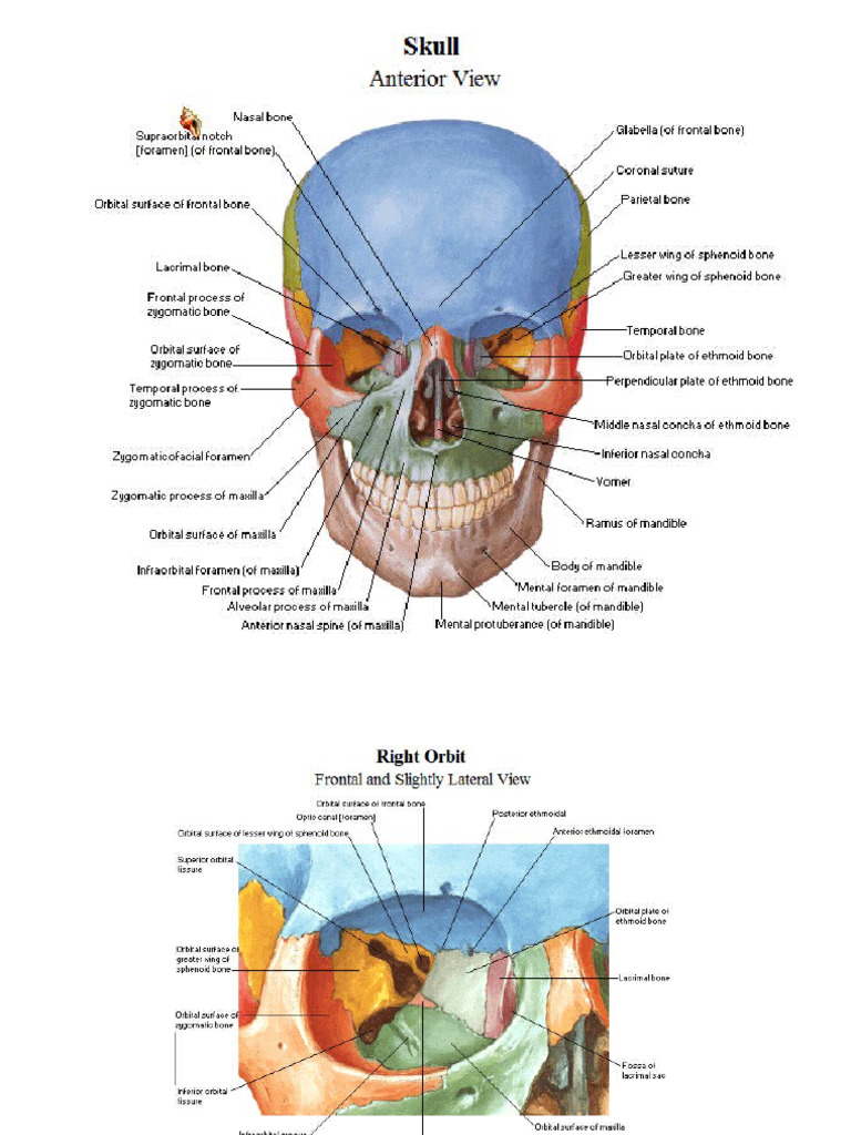 Atlante Di Anatomia Umana Del Netter | PDF