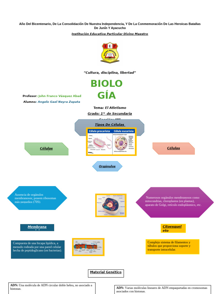 Organizador Visual 1 (Biologia) | PDF | Biología Celular) | Plantas