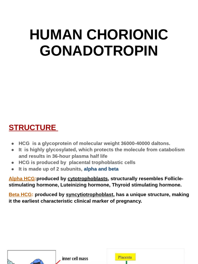 HCG: Structure, Functions, and Testing | PDF | Human Chorionic ...