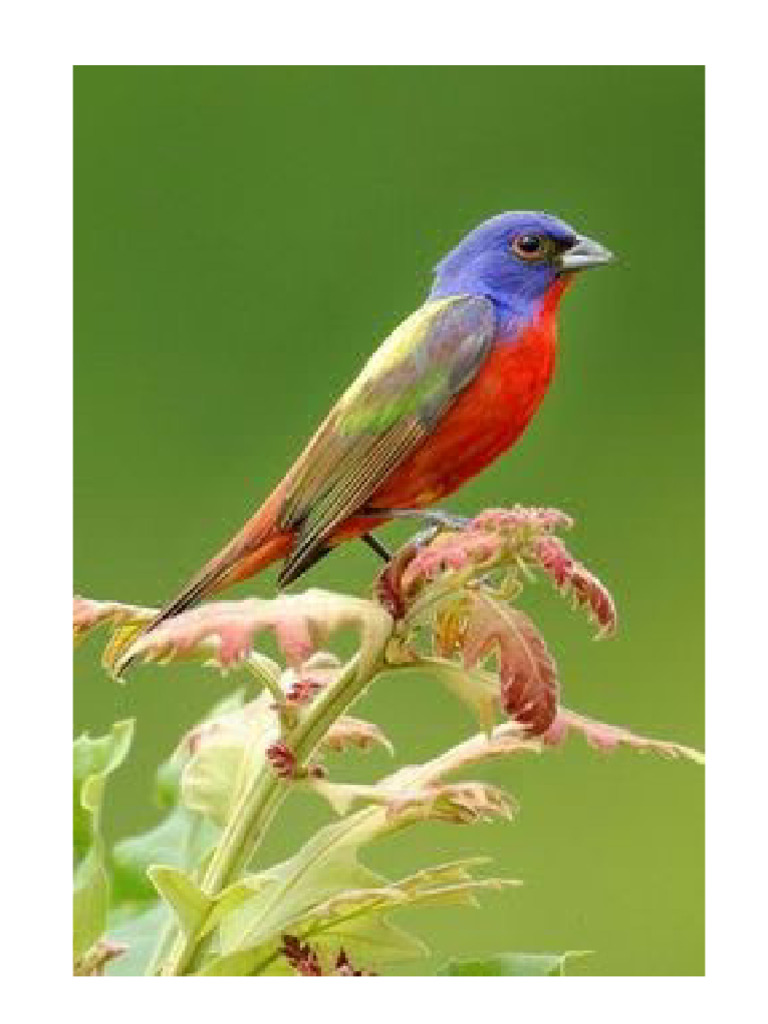Pajaro | PDF