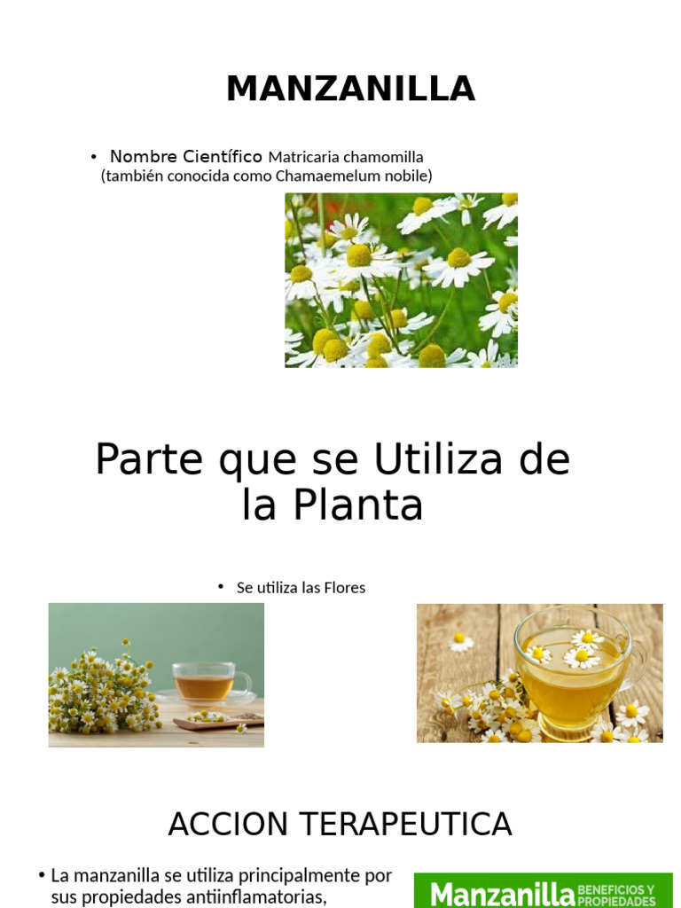 Manzanilla | PDF