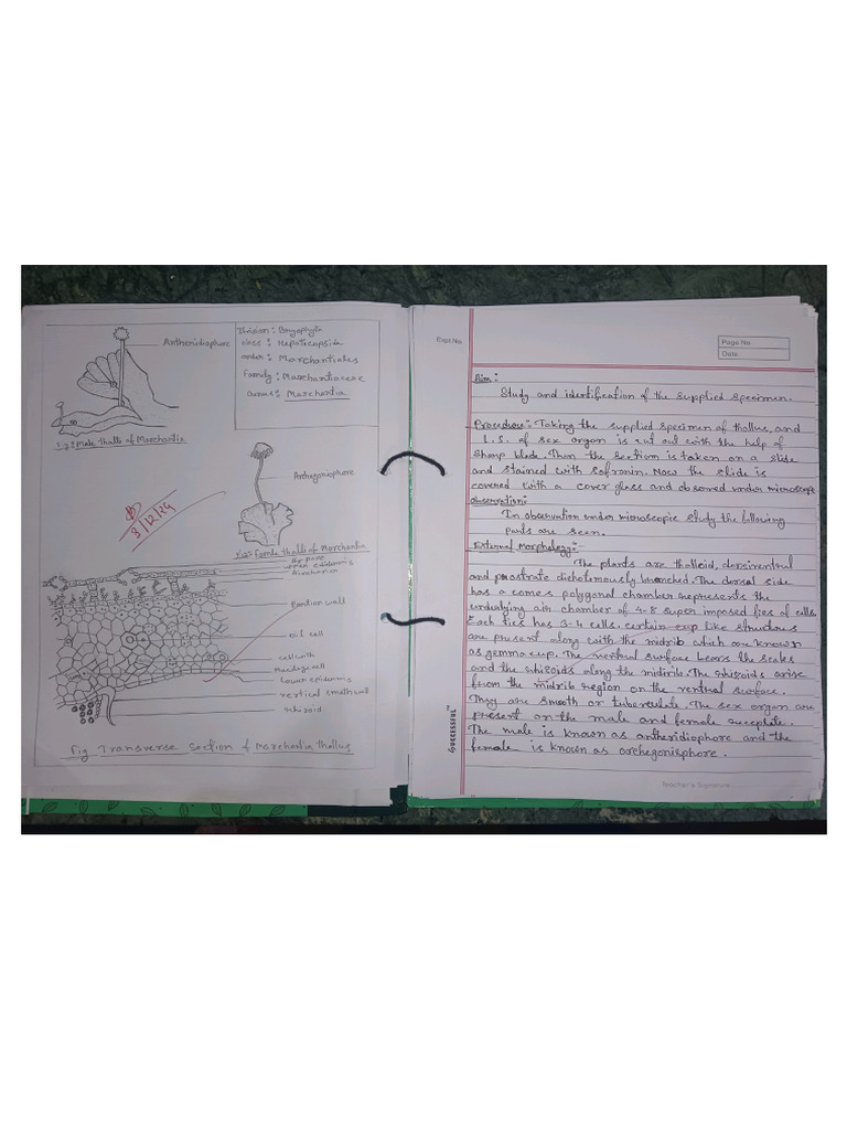 Botany Practical | PDF