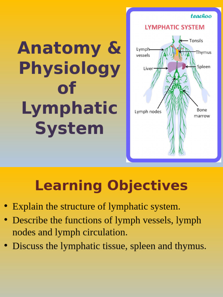 Anatomy of the Lymphatic System | PDF | Lymphatic System | Lymph