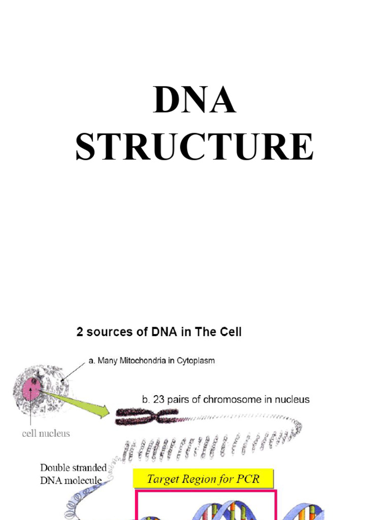 DNA Structure | PDF | Dna | Nucleotides