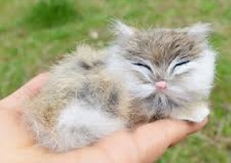 Research On Cats | PDF
