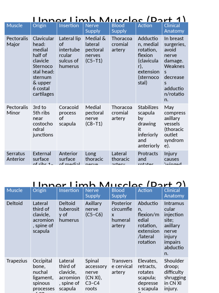 Upper Limb Muscle Anatomy Overview | PDF | Musculoskeletal System ...