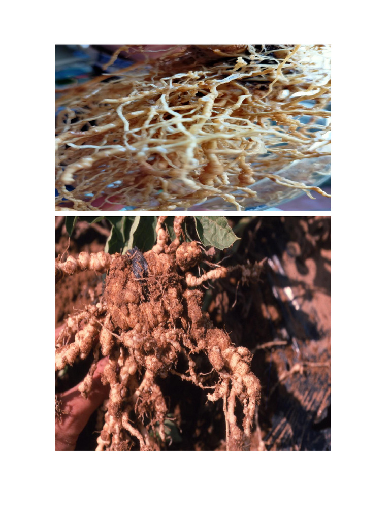 Root-Knot Nematodes | PDF