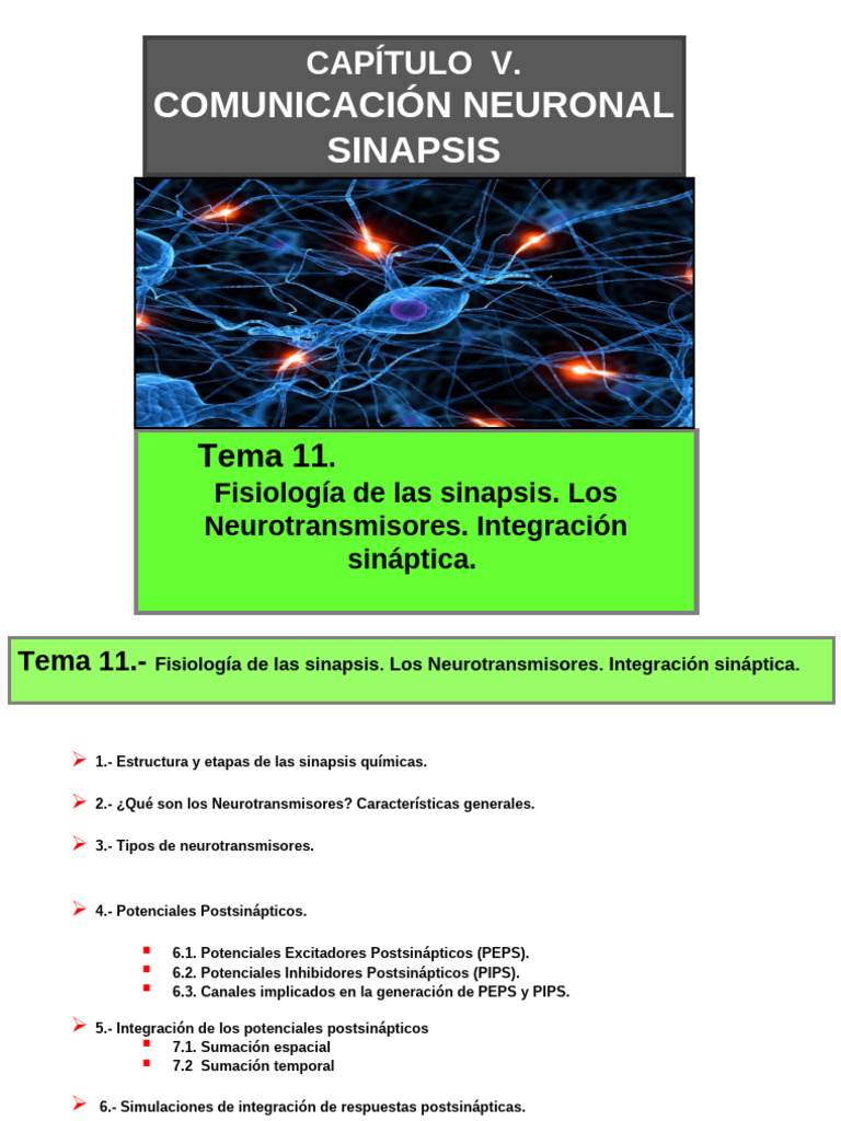 Fisiología de Sinapsis y Neurotransmisores | PDF | Sinapsis ...