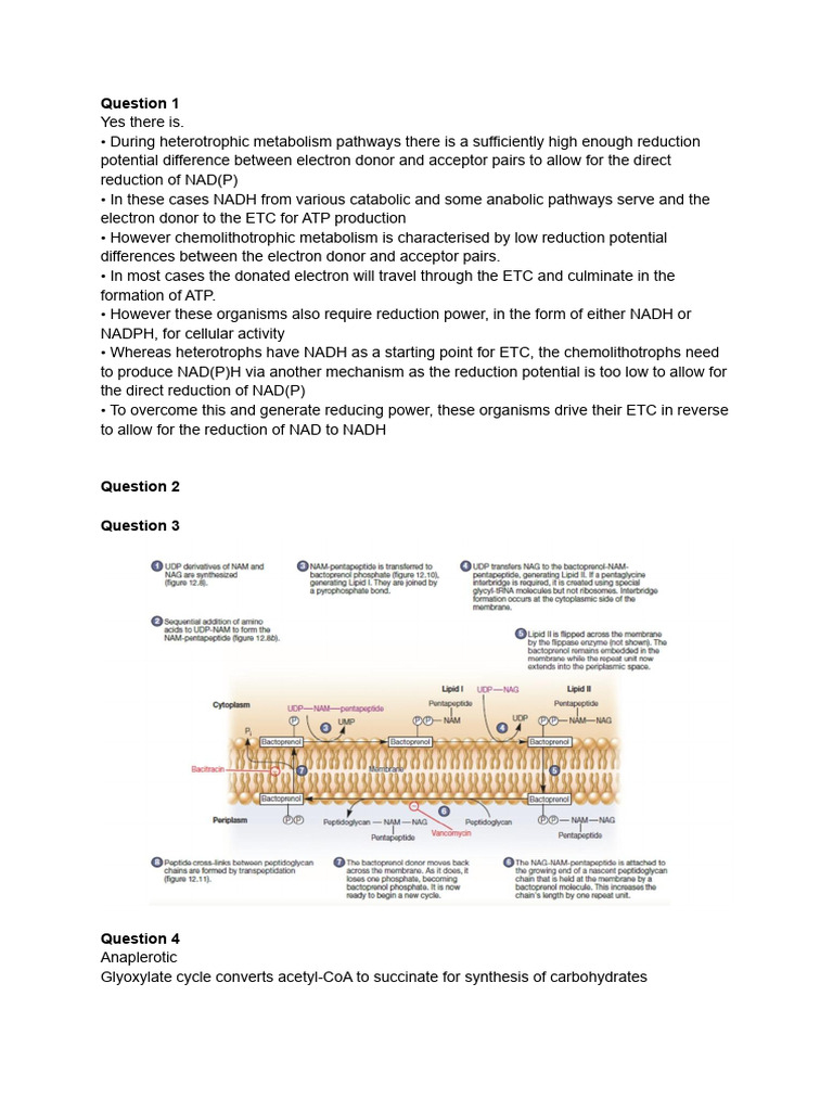 Microbiology Class Notes | PDF