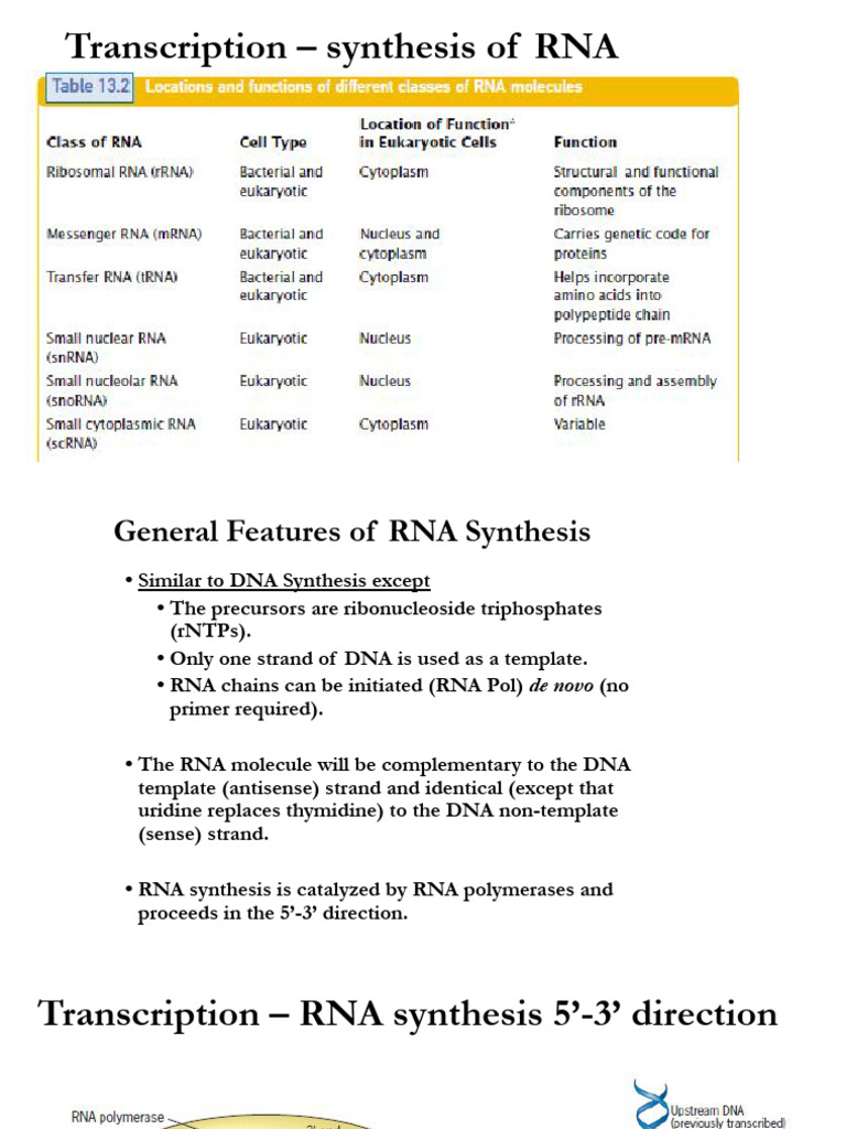 RNA Transcription and Processing Overview | PDF | Messenger Rna | Rna
