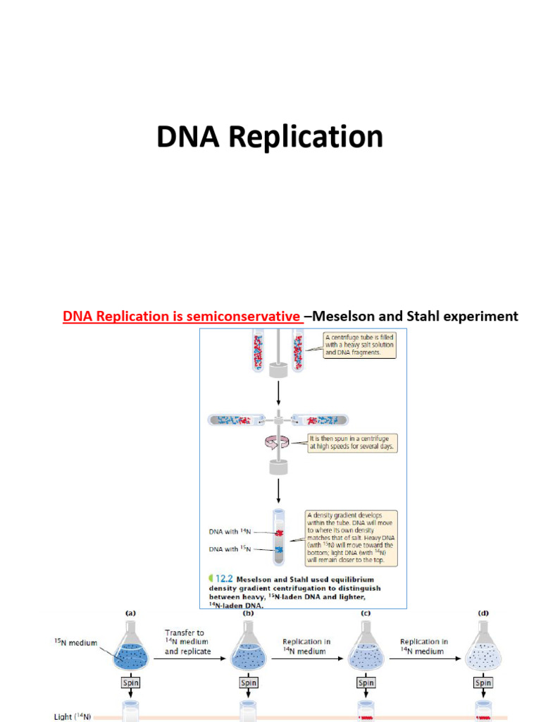 DNA Replication - Complete | PDF