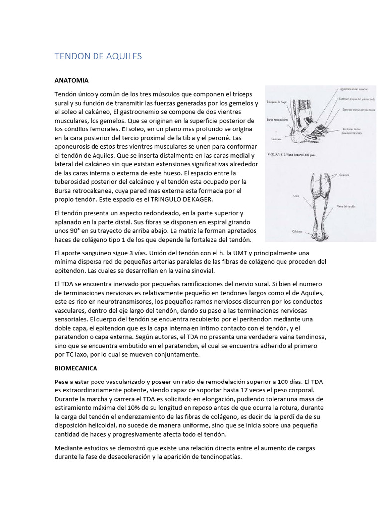 Tendon de Aquiles 1 | PDF | Tendón | Sistema musculoesquelético