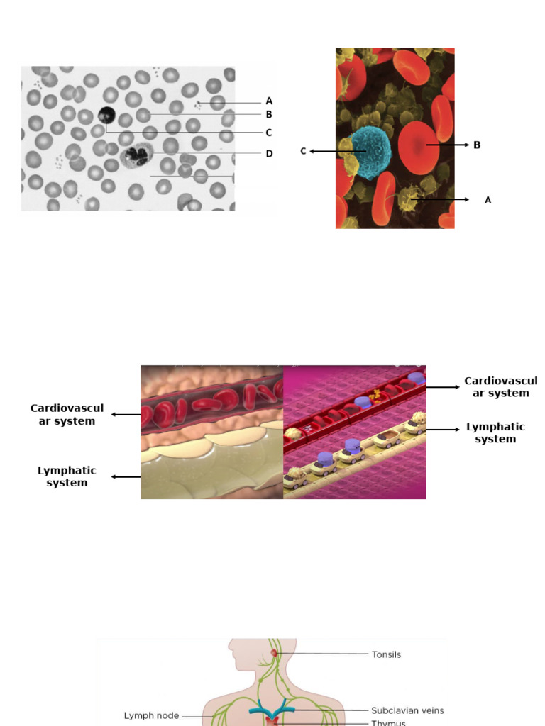 Blood Components and Lymph | PDF