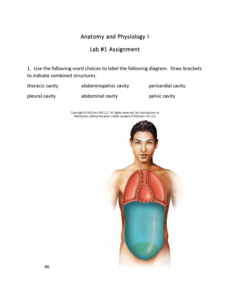 Anatomy Label Lab Workbook | PDF