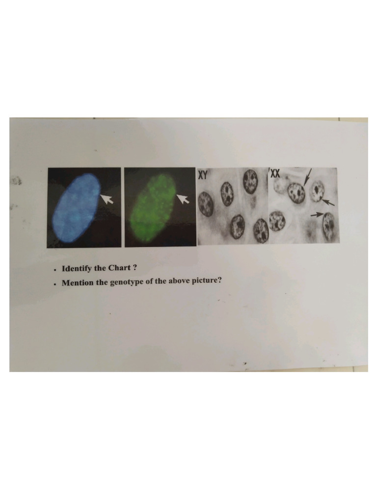 Genetics Charts | PDF