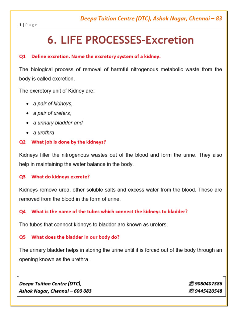 Life Process - Excretion - Notes - 23-24 | PDF | Kidney | Urinary System