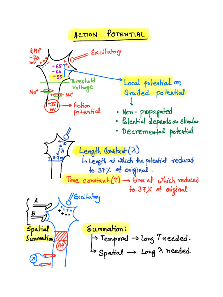3 - Action Potential | PDF