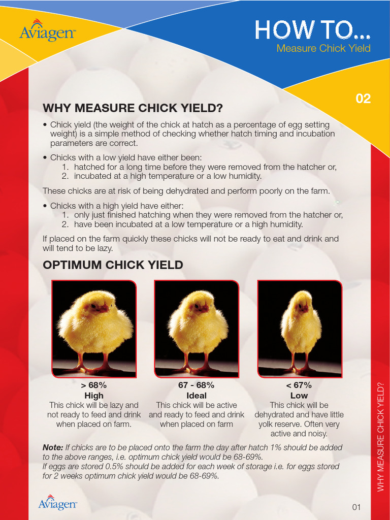 Optimal Chick Yield and Measurement Guide | PDF | Birds | Ornithology