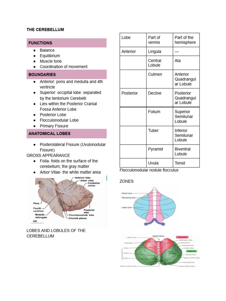 Cerebellum: Structure and Functions | PDF | Cerebellum | Human Anatomy