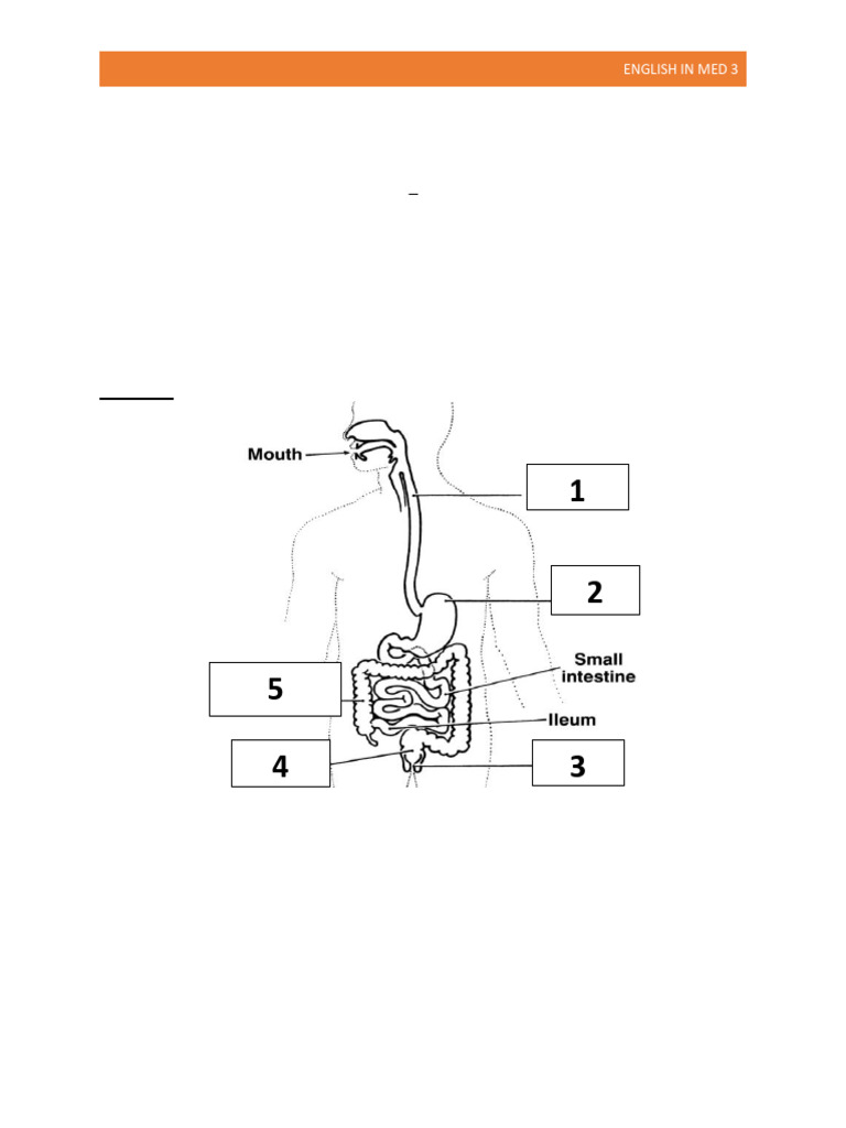 Medical English Speaking Test Guide | PDF | Muscle | Urinary System