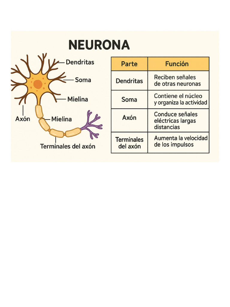 Partes y Funciones de la Neurona | PDF