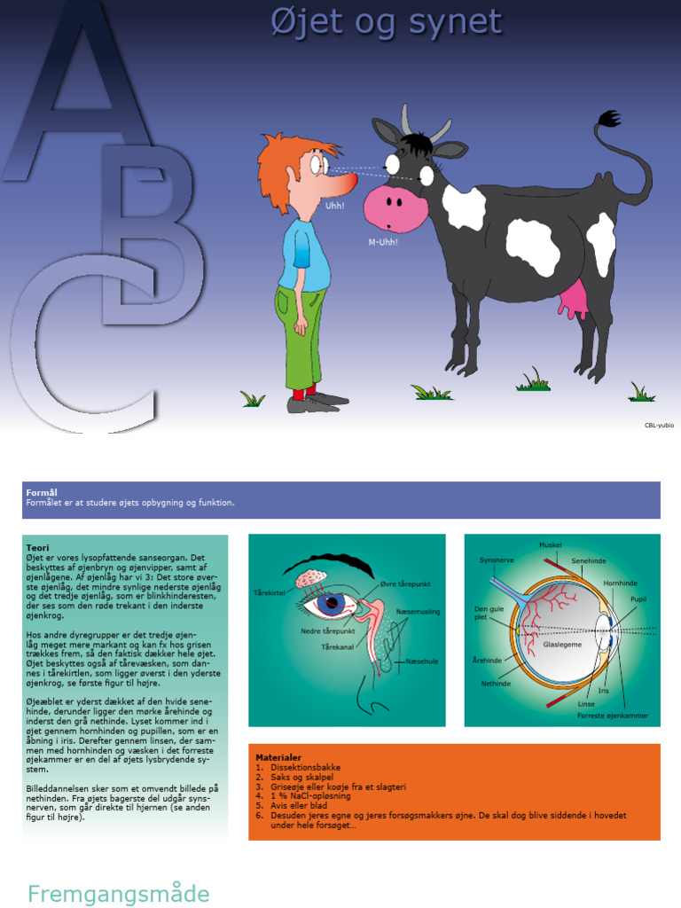 Øjet Og Synet | PDF