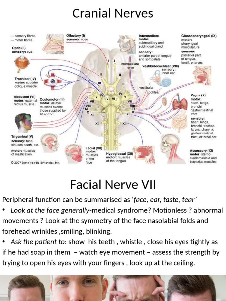 Cranial Nerve Examination Guide | PDF | Human Anatomy | Human Head And Neck
