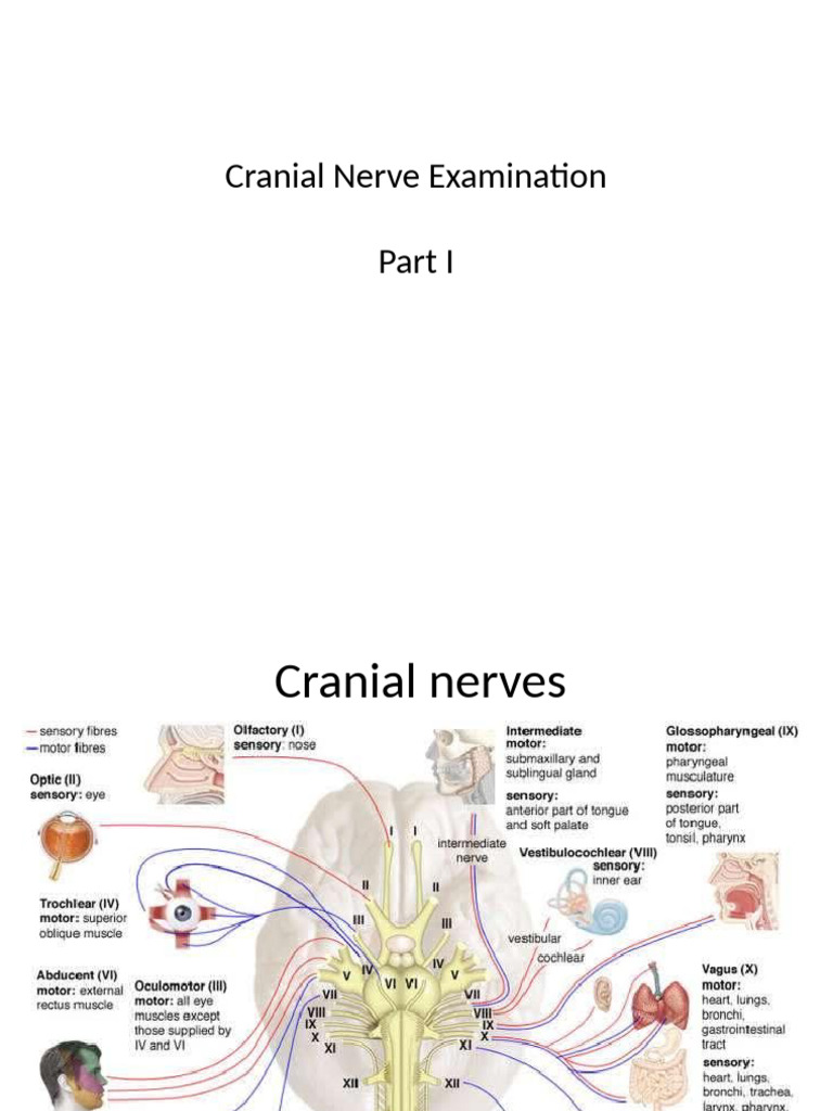 Comprehensive Guide to Cranial Nerve Exam | PDF | Light | Facial Features