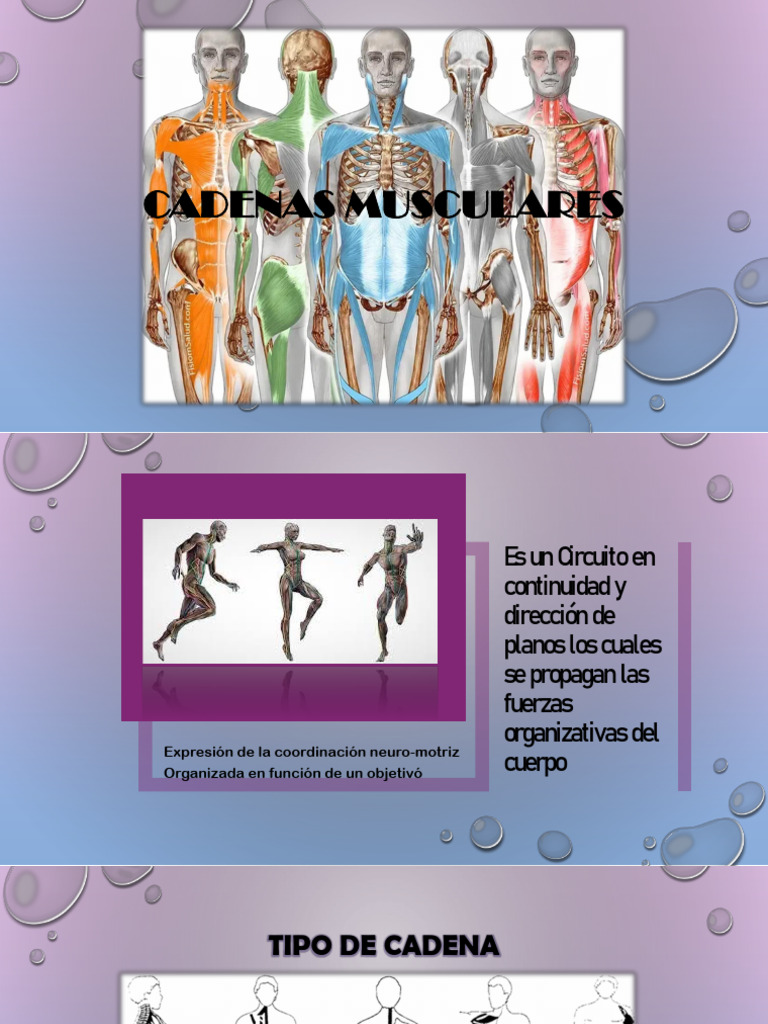 cadenas-musculares-pdf-sistema-musculoesquel-tico