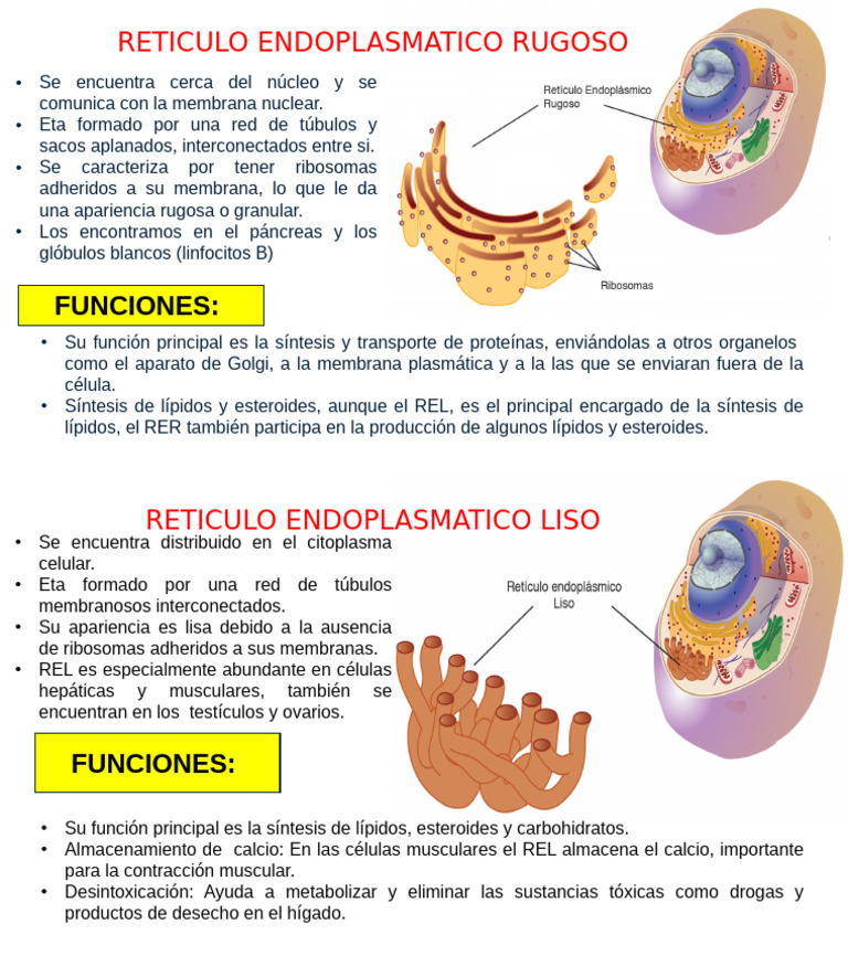 Reticulo Endoplasmatico Leonella | PDF