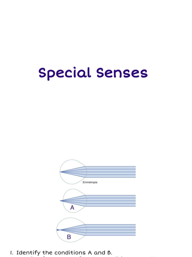 Special Senses | PDF