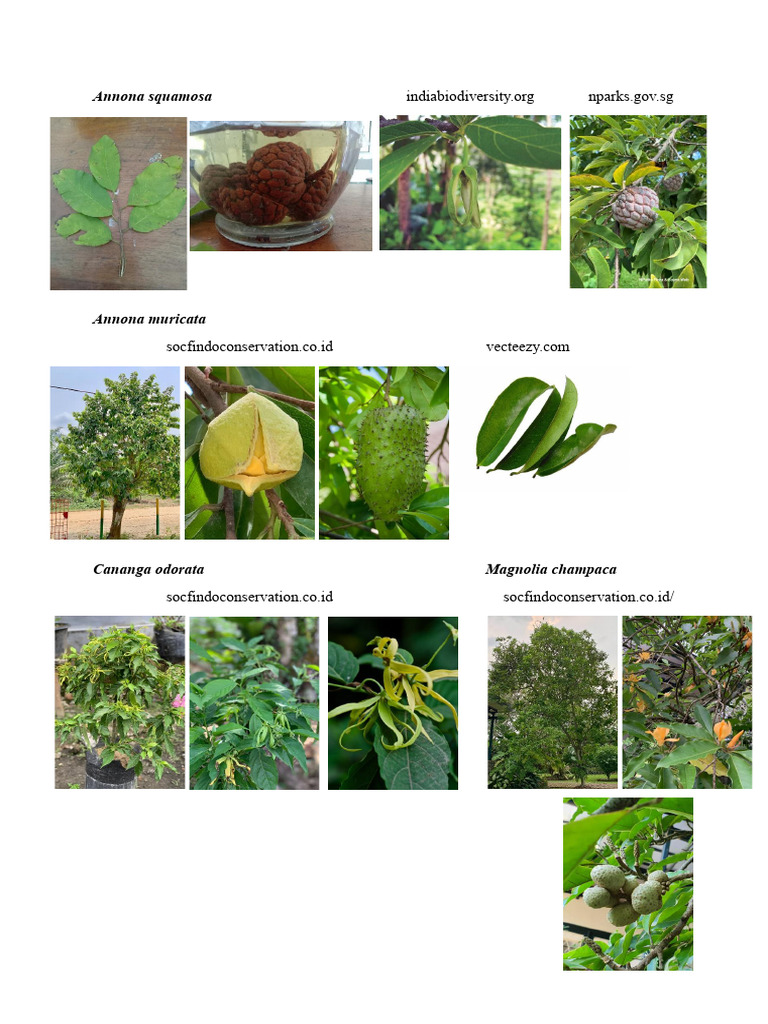 Magnoliid Dokumentasi | PDF