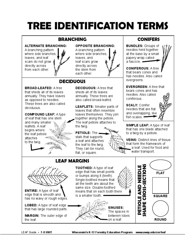 Tree Identification PDF